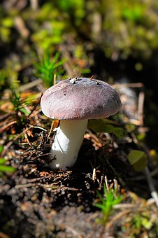 mushroom-1556508__340.jpg