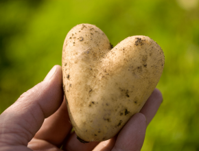 Erdäpfel Kartoffel Sorten Verwendung 