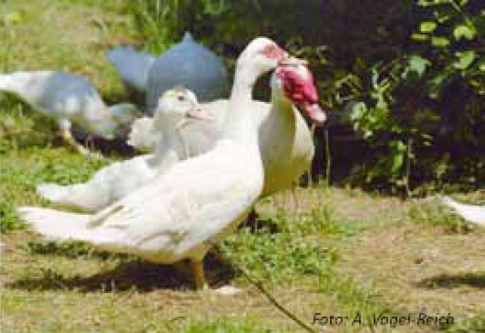Barbarie Ente Männlich Oder Weiblich